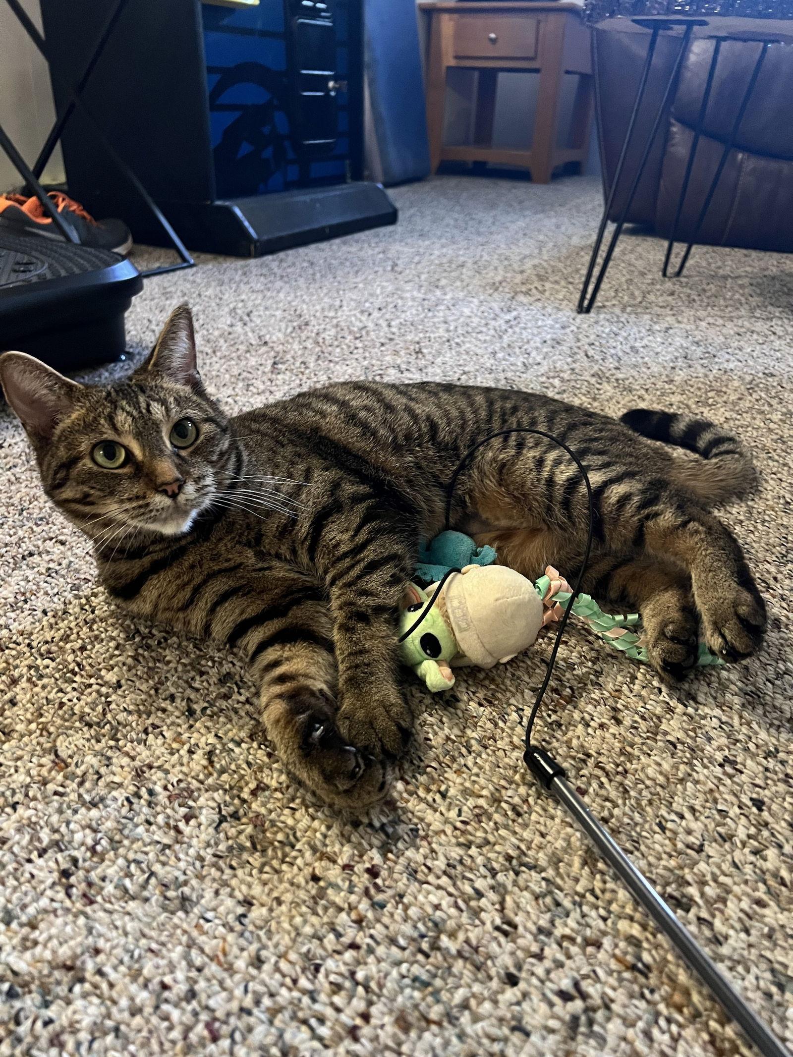 Enlarge Birdee, a Adoptable Domestic Short Hair in Walled Lake, MI image 2/3