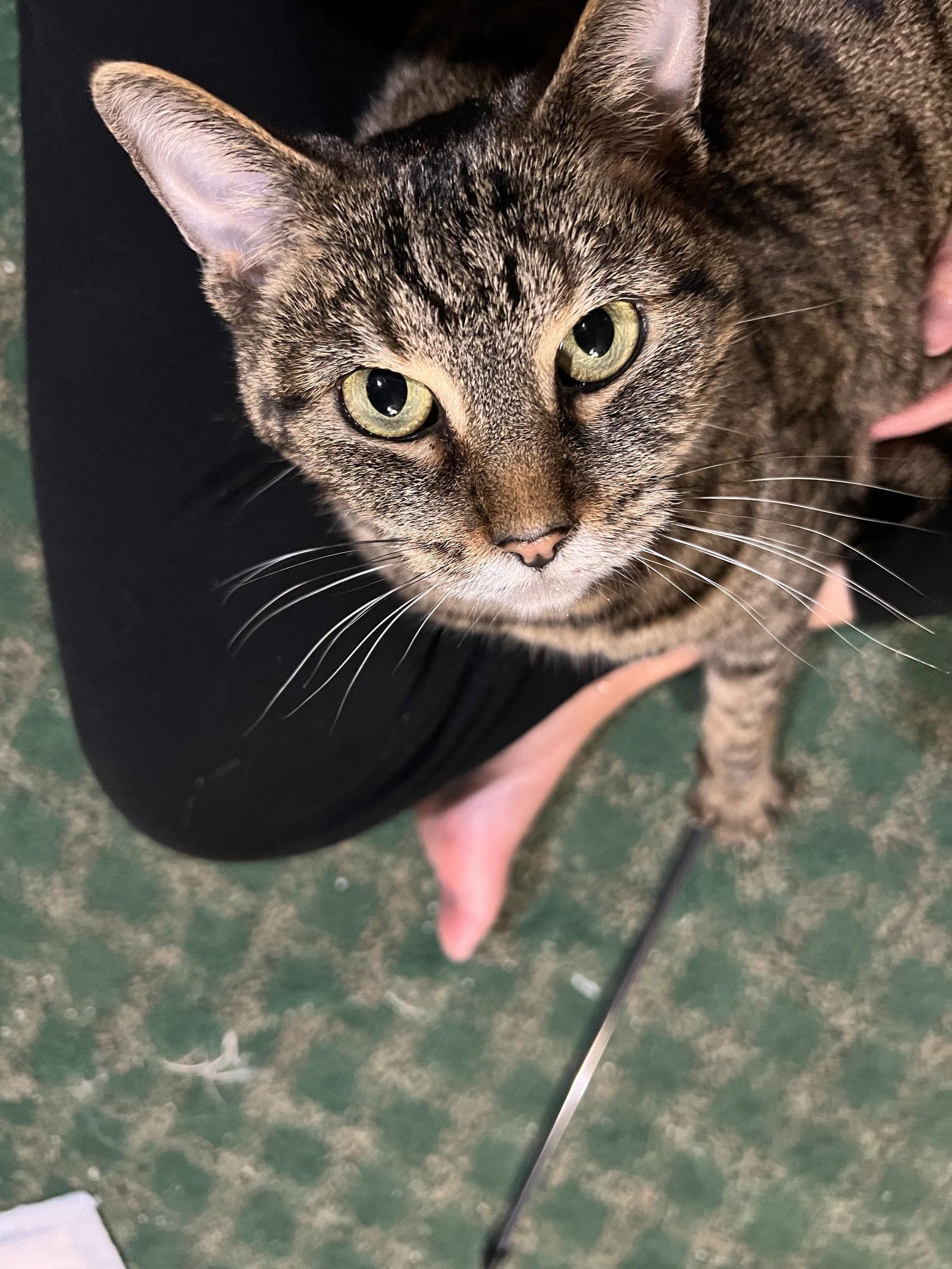 Enlarge Birdee, a Adoptable Domestic Short Hair in Walled Lake, MI image 3/3