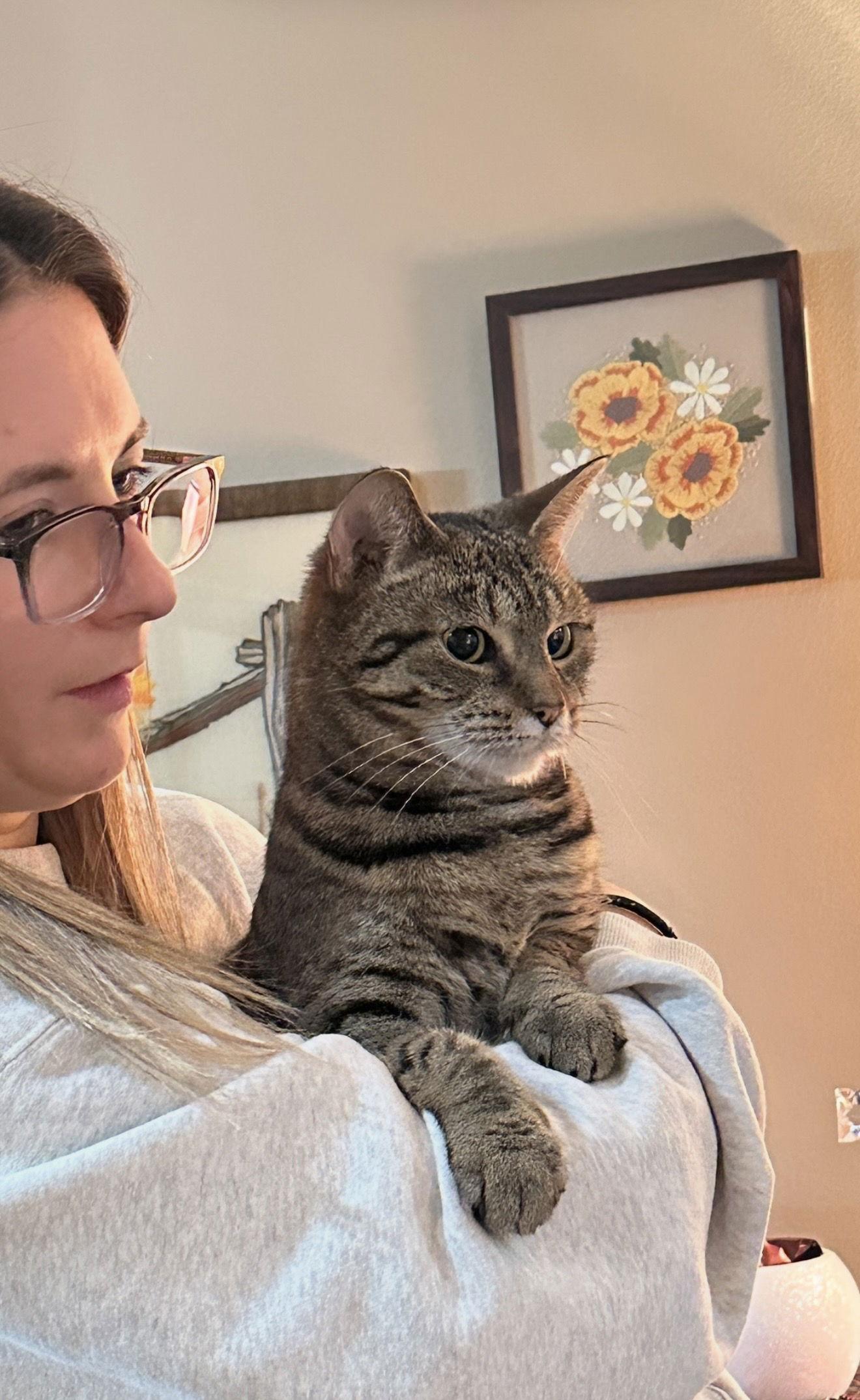 Enlarge Birdee, a Adoptable Domestic Short Hair in Walled Lake, MI image 2/3