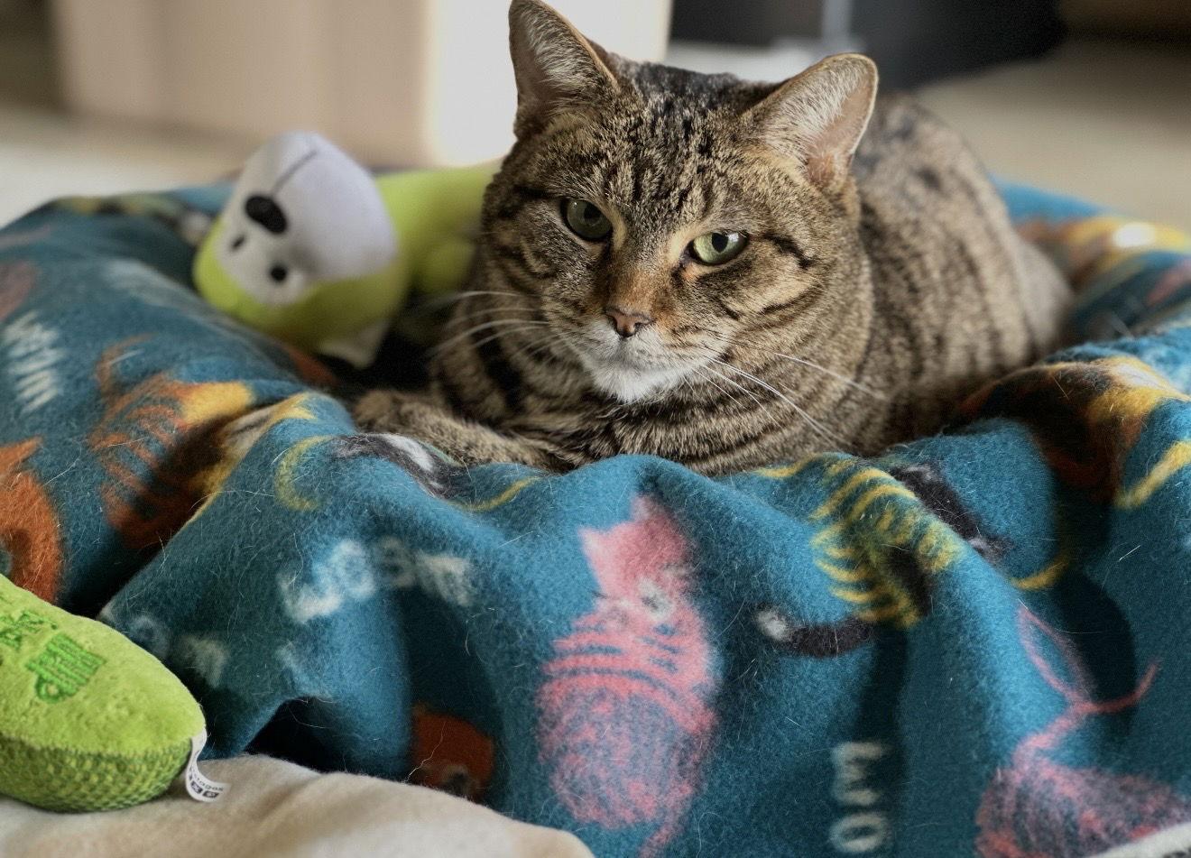 Enlarge Birdee, a Adoptable Domestic Short Hair in Walled Lake, MI image 3/3