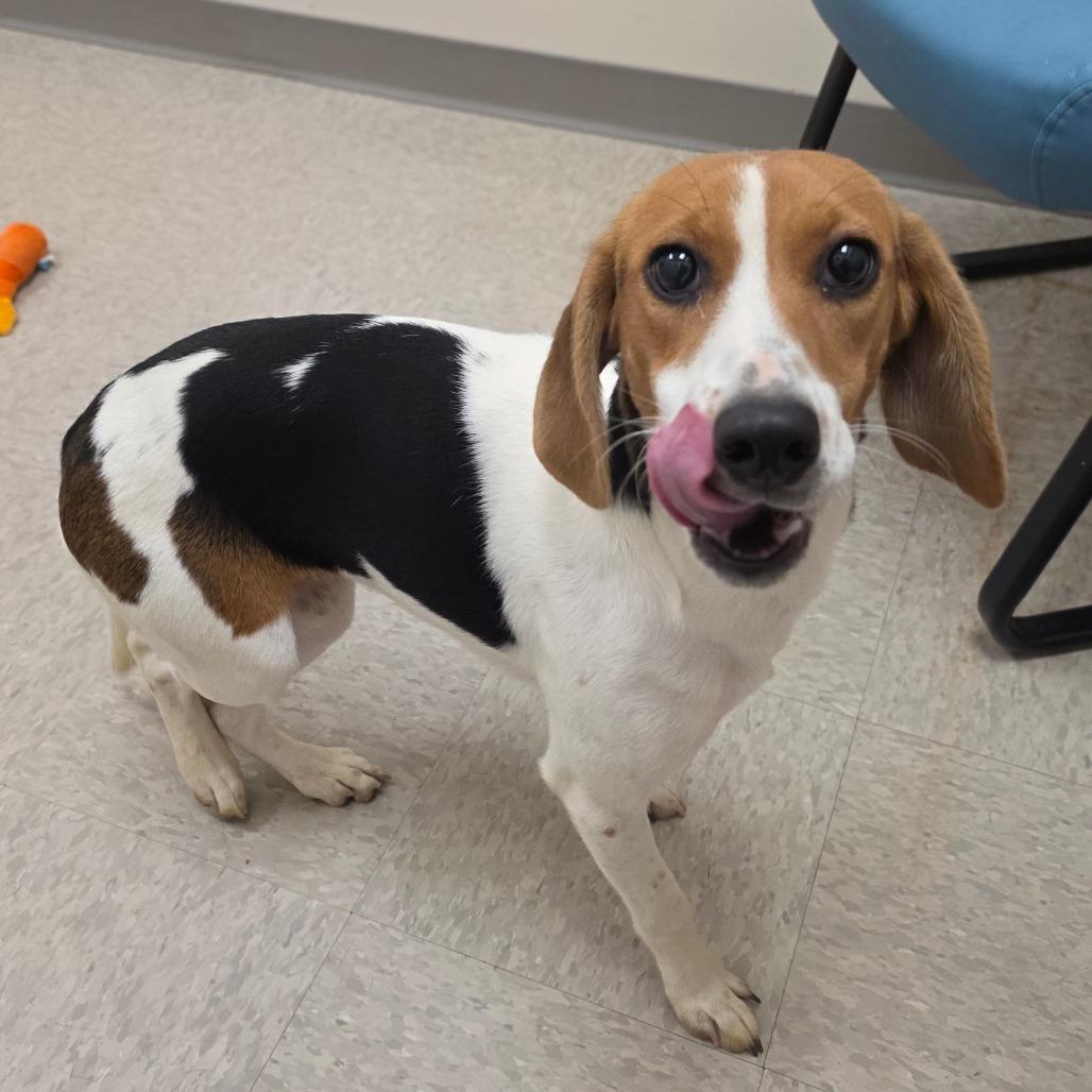 Enlarge Largo, a Adoptable Beagle in Chatham, VA image 1/2