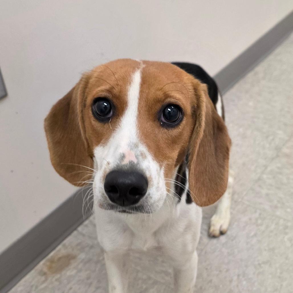 Enlarge Largo, a Adoptable Beagle in Chatham, VA image 2/2