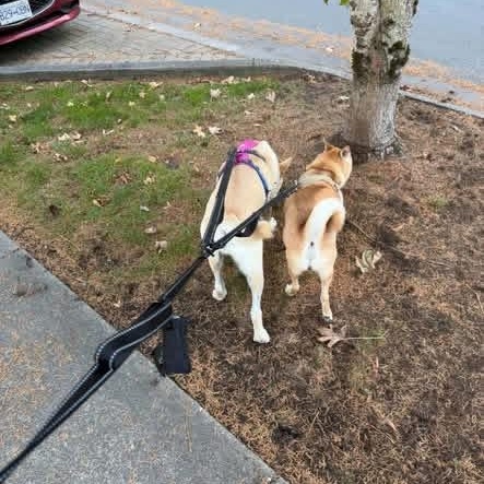 Enlarge MANBOK, a Adoptable mixed breed in Langley, BC image 4/5