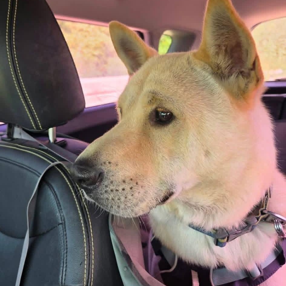 MANBOK, Adoptable, Young Male Jindo.