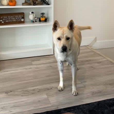 Enlarge MANBOK, a Adoptable mixed breed in Langley, BC image 3/5