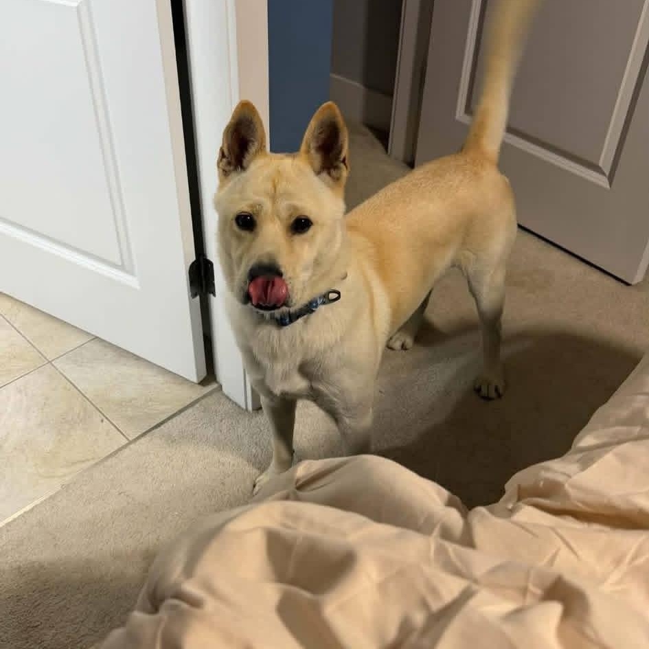 Enlarge MANBOK, a Adoptable mixed breed in Langley, BC image 2/5
