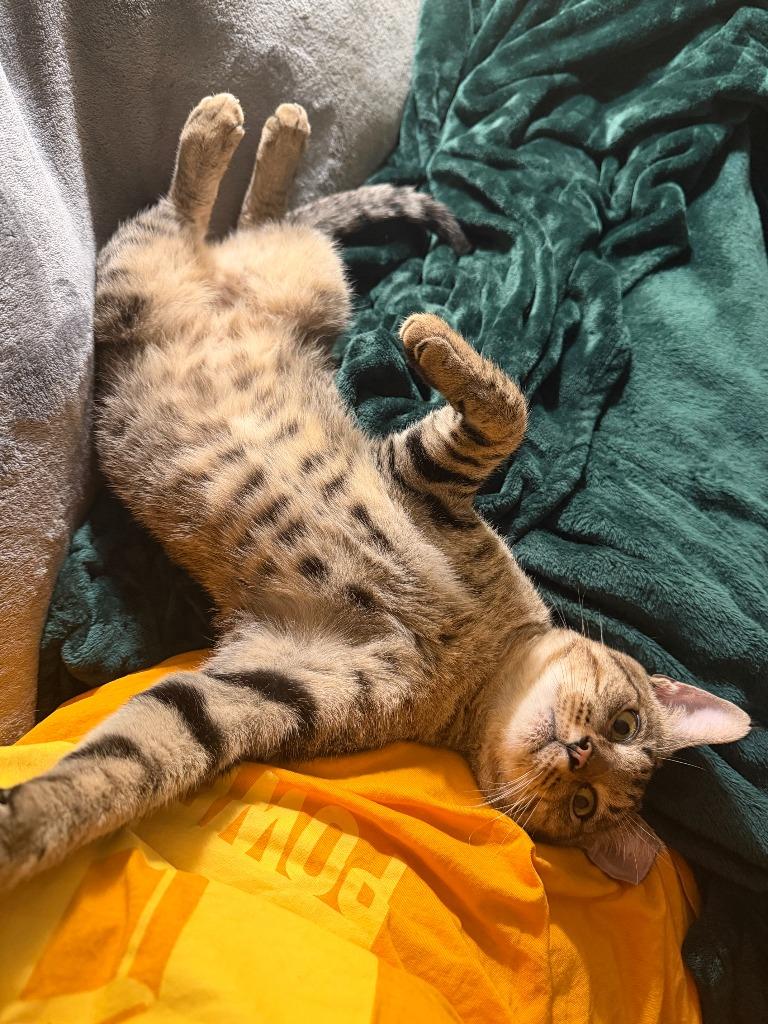 Rhyder, Adoptable, Young Male Domestic Short Hair.