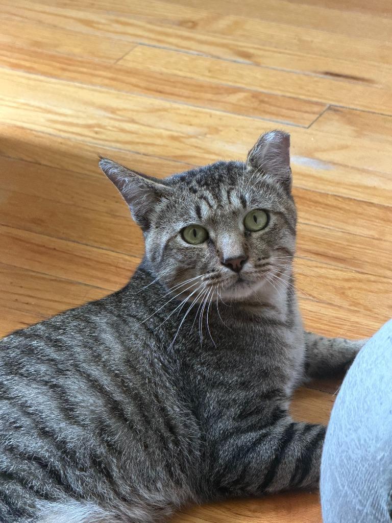 Enlarge Rhyder, a Adoptable mixed breed in Pawtucket, RI image 2/6