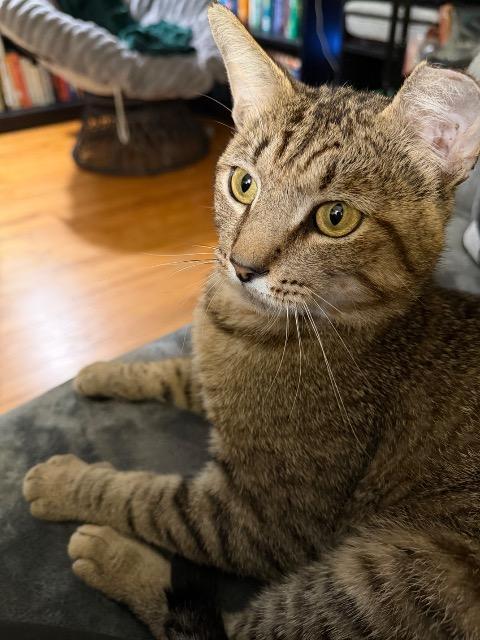 Enlarge Rhyder, a Adoptable mixed breed in Pawtucket, RI image 5/6