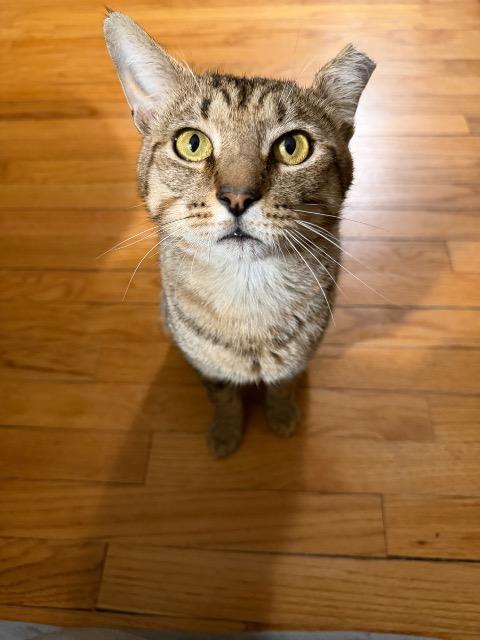 Enlarge Rhyder, a Adoptable mixed breed in Pawtucket, RI image 6/6