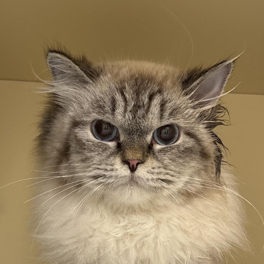 Enlarge Bunny - In Foster to Adopt, a Adoptable Siberian in Naperville, IL image 1/2