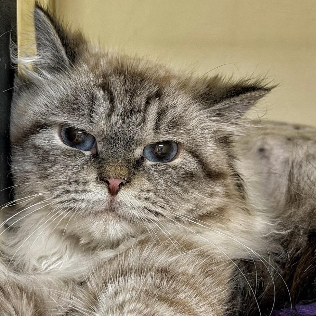 Enlarge Bunny - In Foster to Adopt, a Adoptable Siberian in Naperville, IL image 2/2