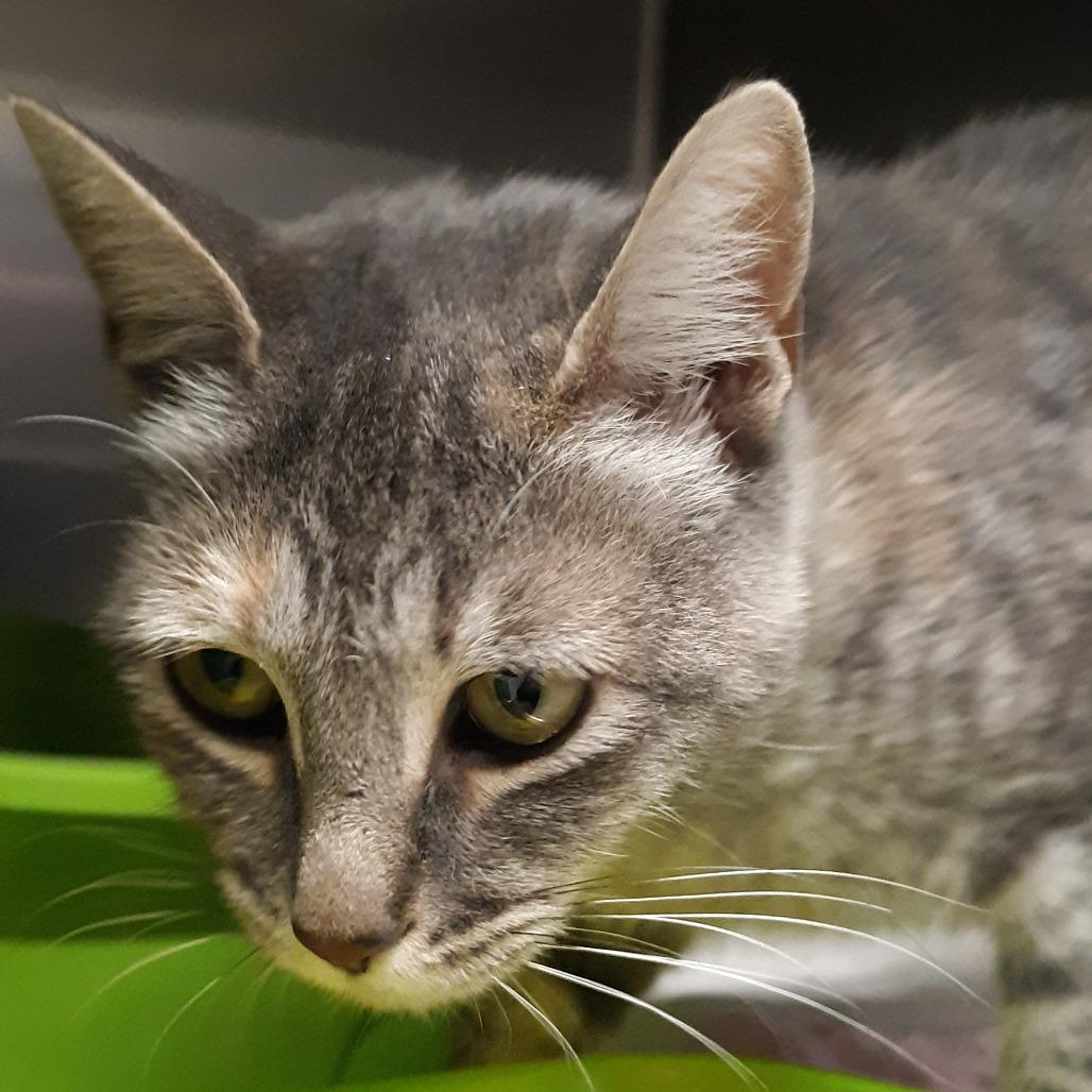 Velvetleaf, Adoptable, Young Female Domestic Short Hair.