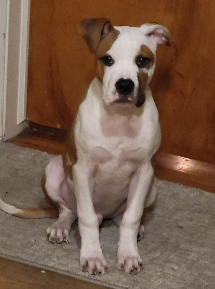 Witherspoon (blue), Adoptable, Puppy Male American Bulldog & Husky.