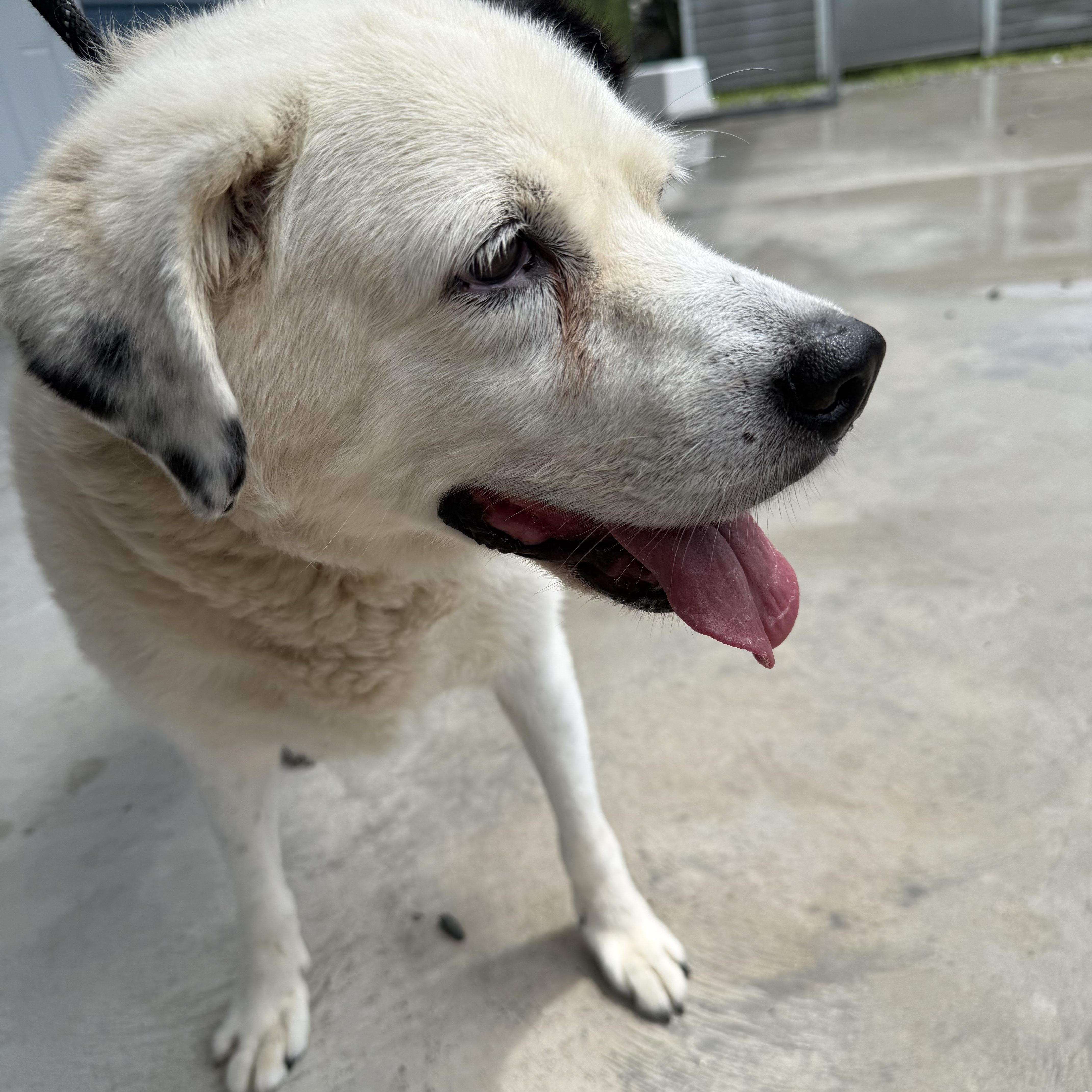 Dottie, Senior Female unknown