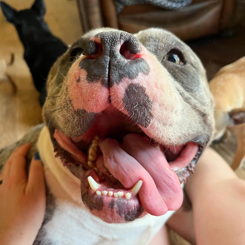 Bubba, Adopted, Adult Male American Staffordshire Terrier.