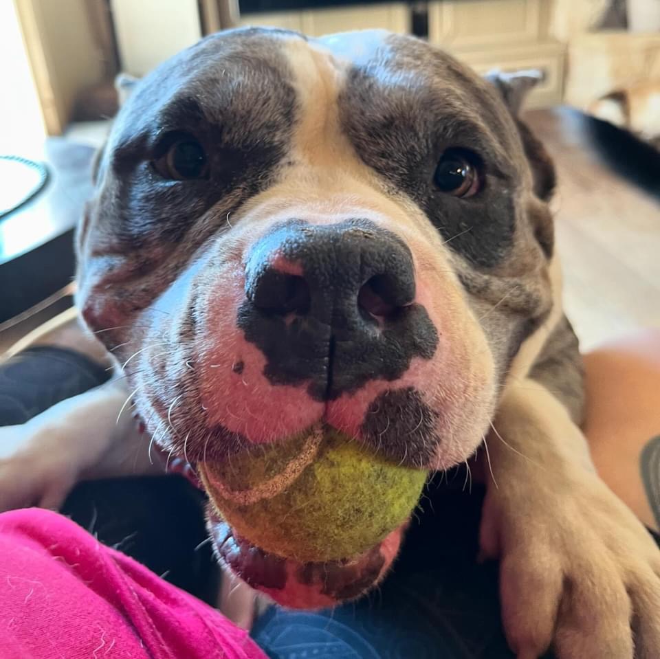 Enlarge Bubba, a Adopted American Staffordshire Terrier in Farmersville, TX image 2/4