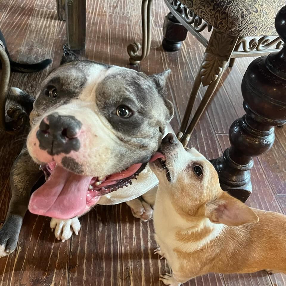 Enlarge Bubba, a Adopted American Staffordshire Terrier in Farmersville, TX image 3/4