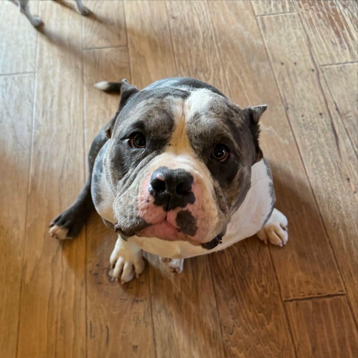 Enlarge Bubba, a Adopted American Staffordshire Terrier in Farmersville, TX image 4/4