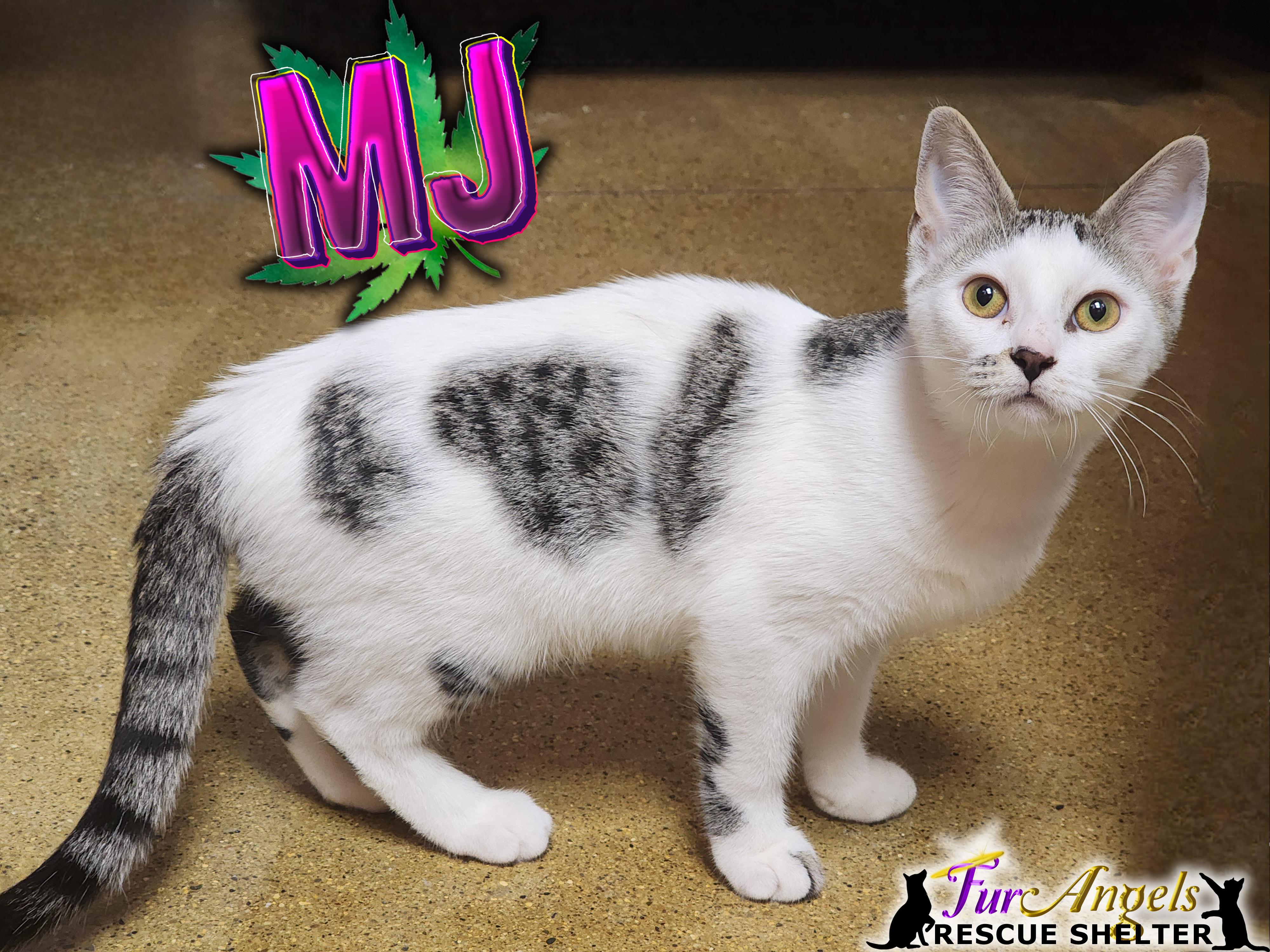 Enlarge MJ, a Adoptable Domestic Short Hair in Toledo, OH image 1/1