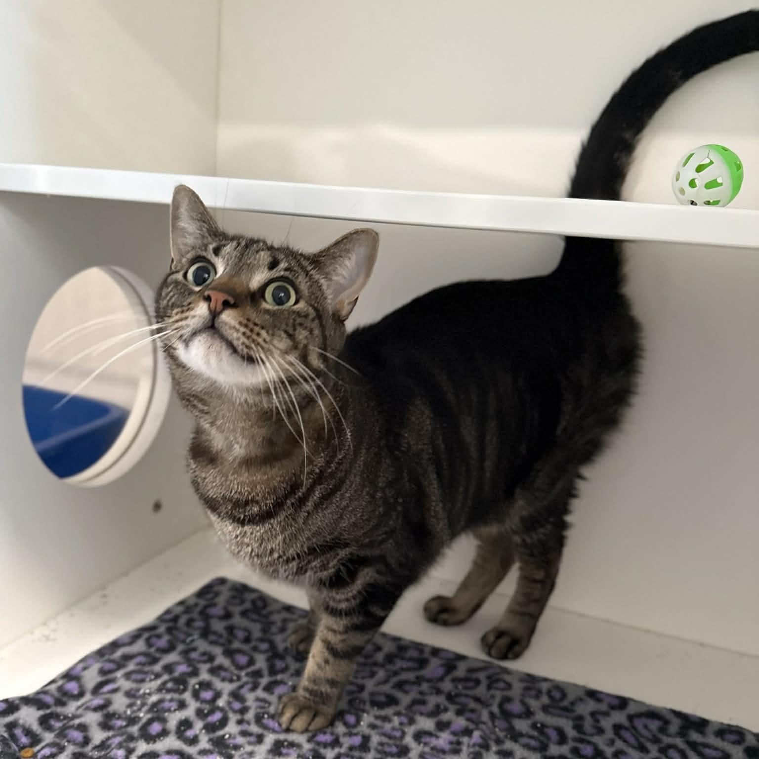 Enlarge Drew, a ADOPTABLE mixed breed in Penn Yan, NY image 5/5