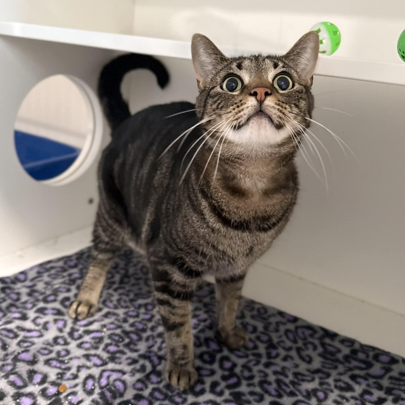 Enlarge Drew, a ADOPTABLE mixed breed in Penn Yan, NY image 3/5