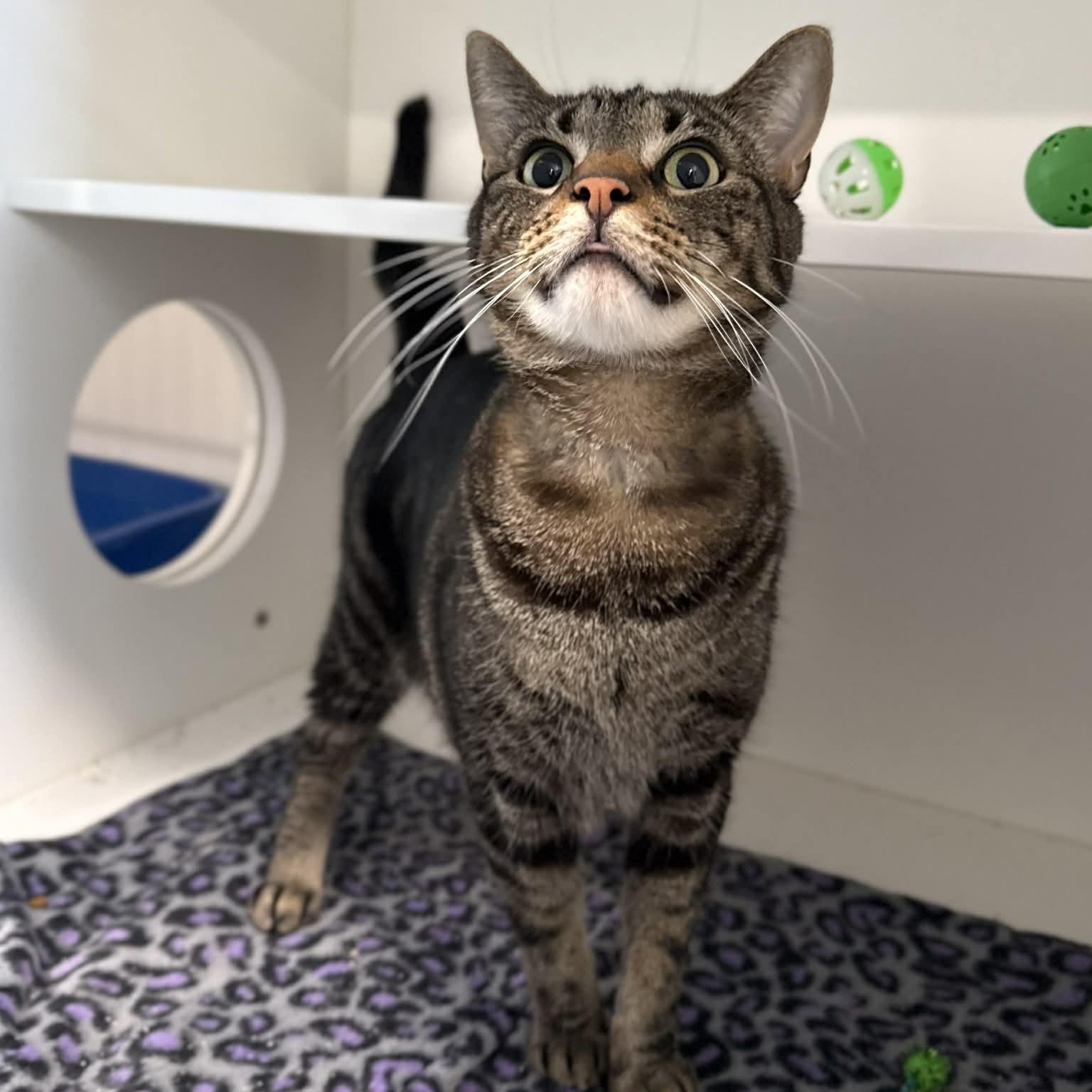 Enlarge Drew, a ADOPTABLE mixed breed in Penn Yan, NY image 2/5