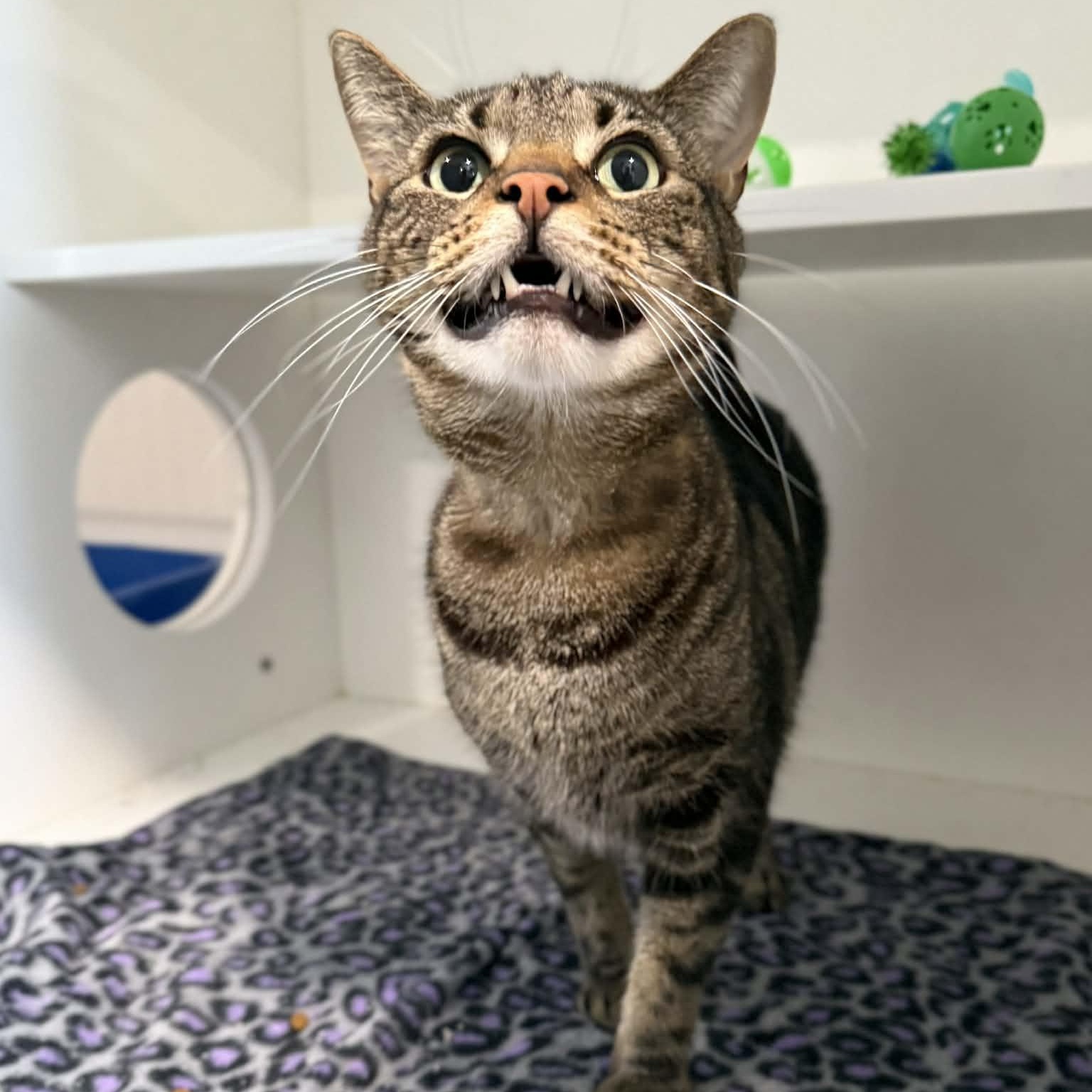 Drew, ADOPTABLE, Adult Male Domestic Short Hair & Tabby.