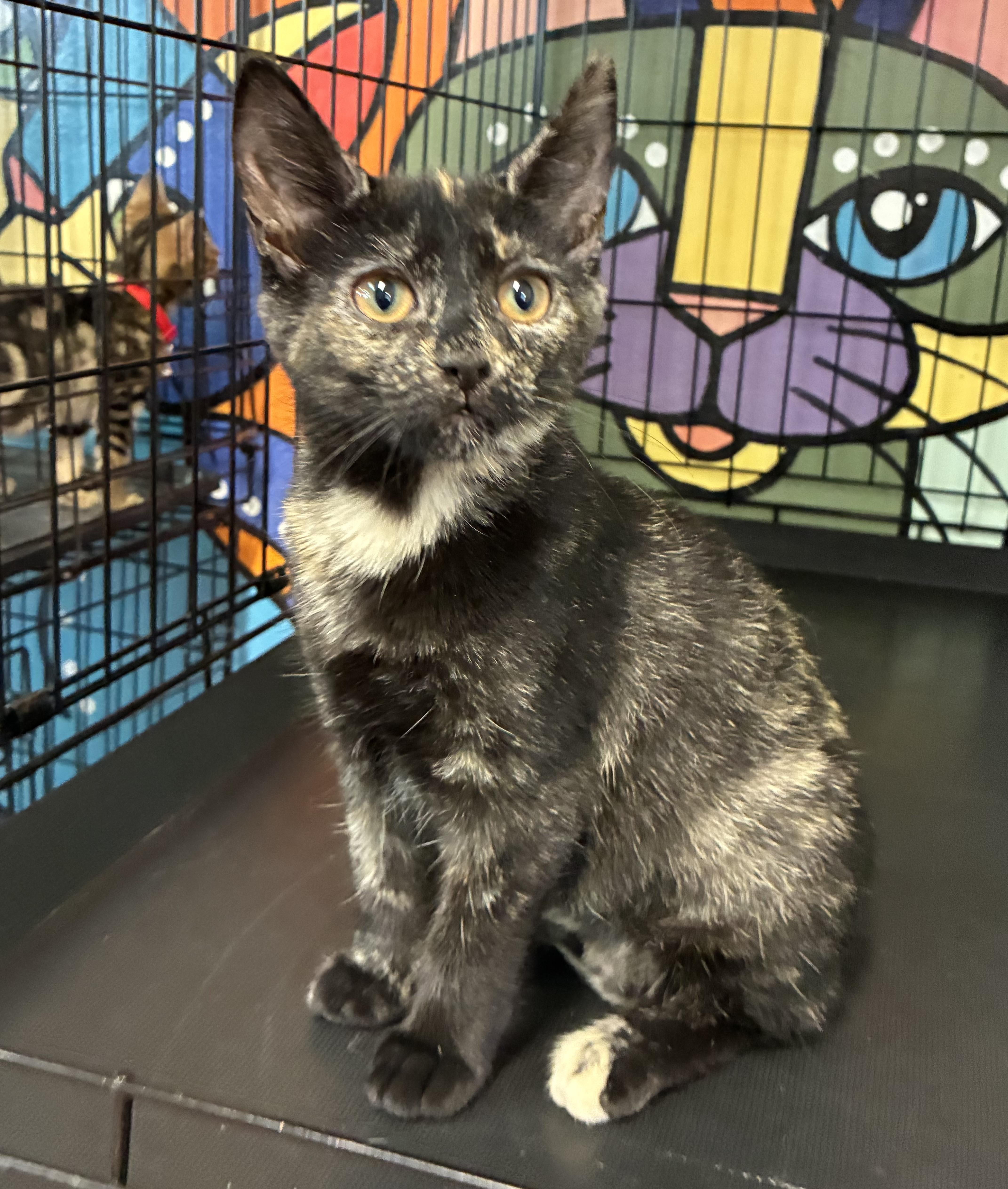 Enlarge Mocha, an adopted Domestic Short Hair in Breinigsville, PA image 1/2