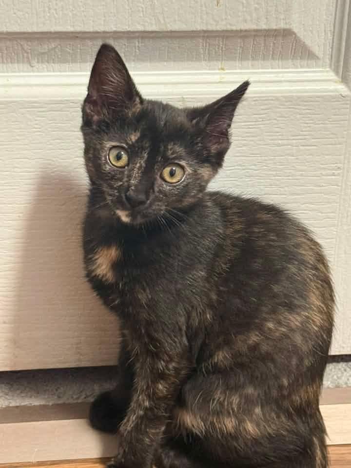 Enlarge Mocha, an adopted Domestic Short Hair in Breinigsville, PA image 2/2
