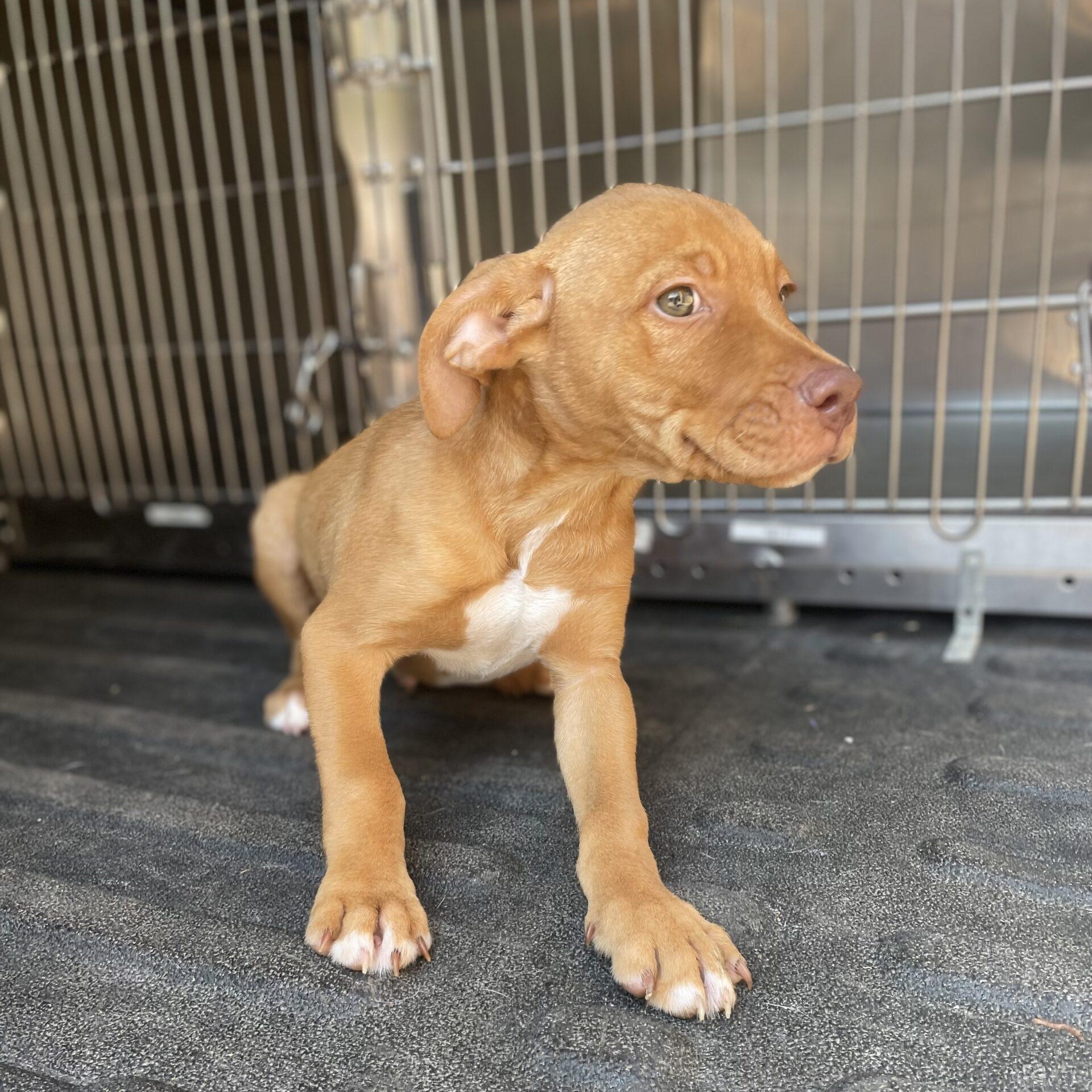 Kentucky Humane Jefferson County Dog Pound Louisville Ky Humane