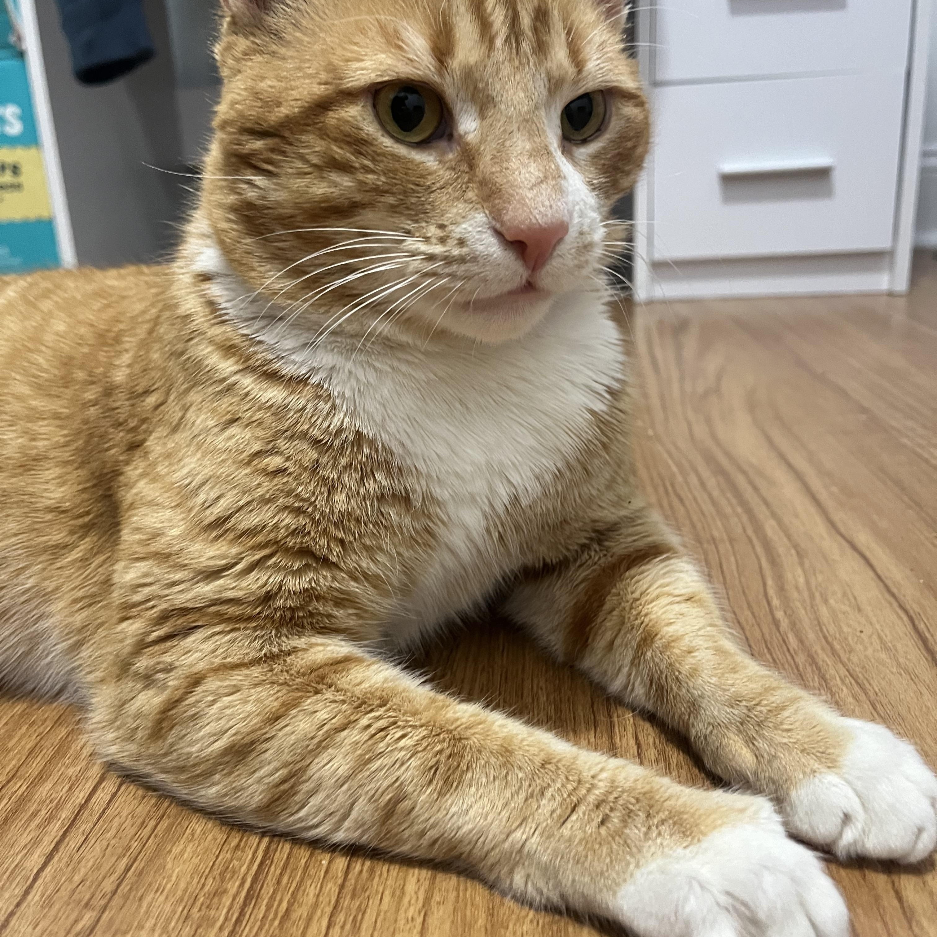 Enlarge Pacino, a ADOPTABLE American Shorthair in Brooklyn, NY image 3/3