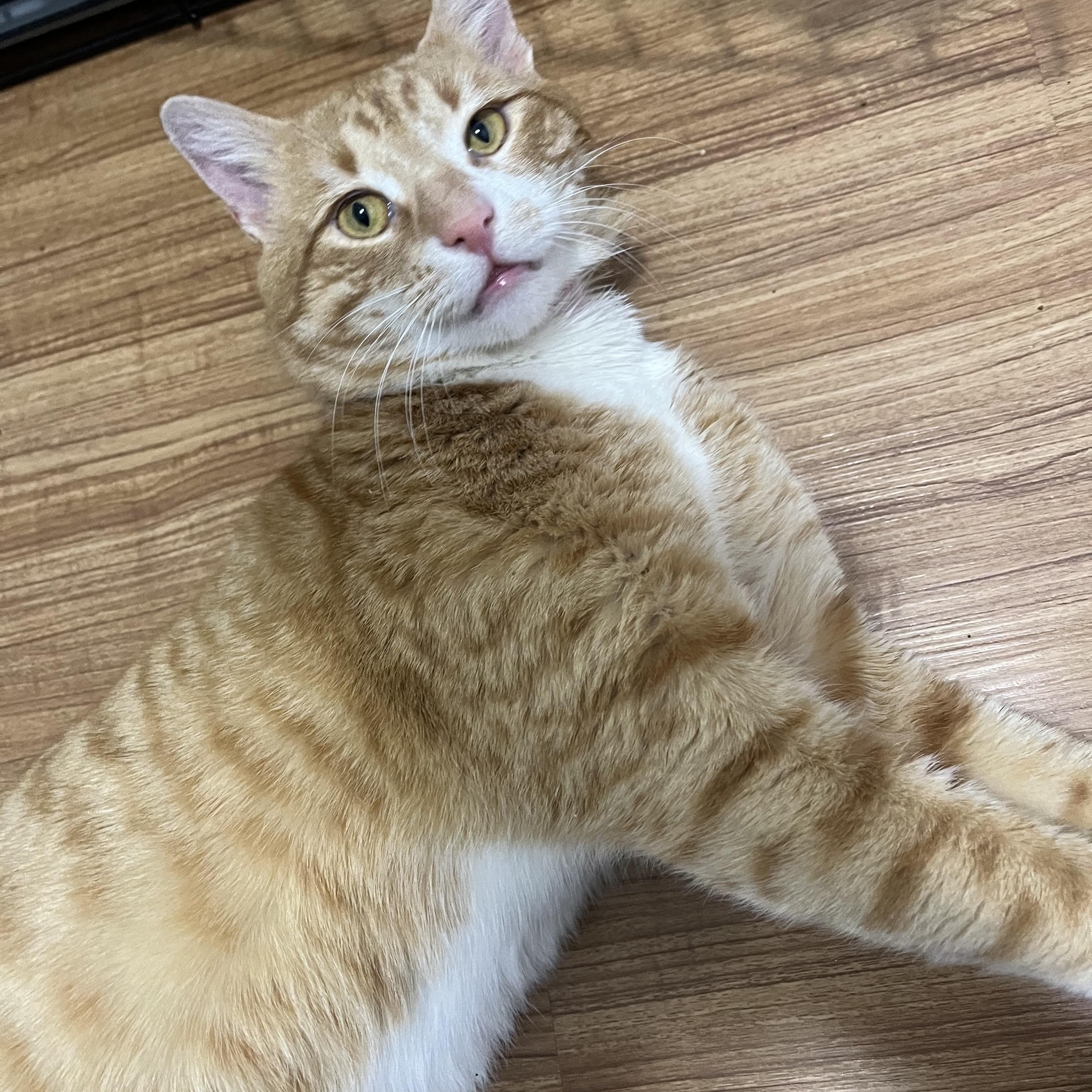 Enlarge Pacino, a ADOPTABLE American Shorthair in Brooklyn, NY image 2/3