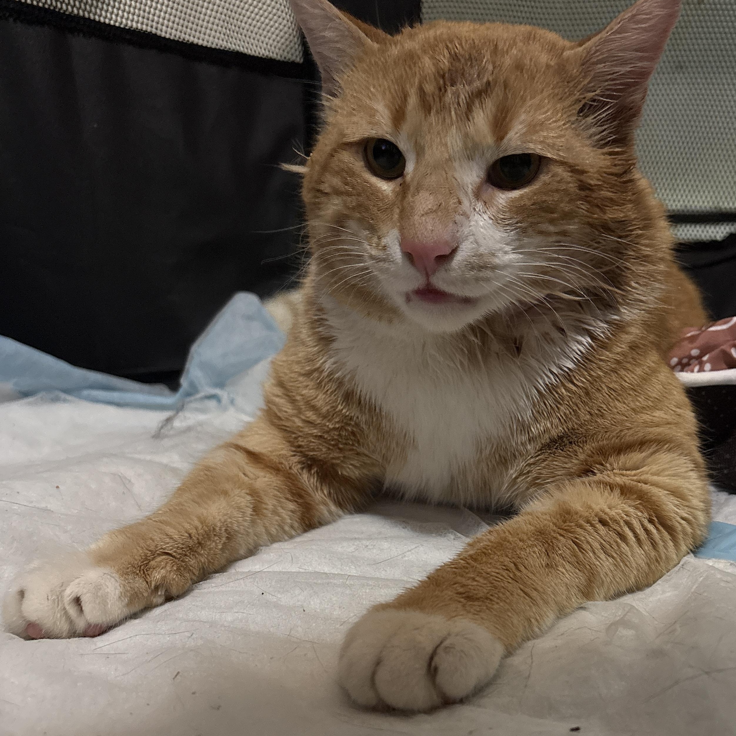 Enlarge Pacino, a ADOPTABLE American Shorthair in Brooklyn, NY image 1/1