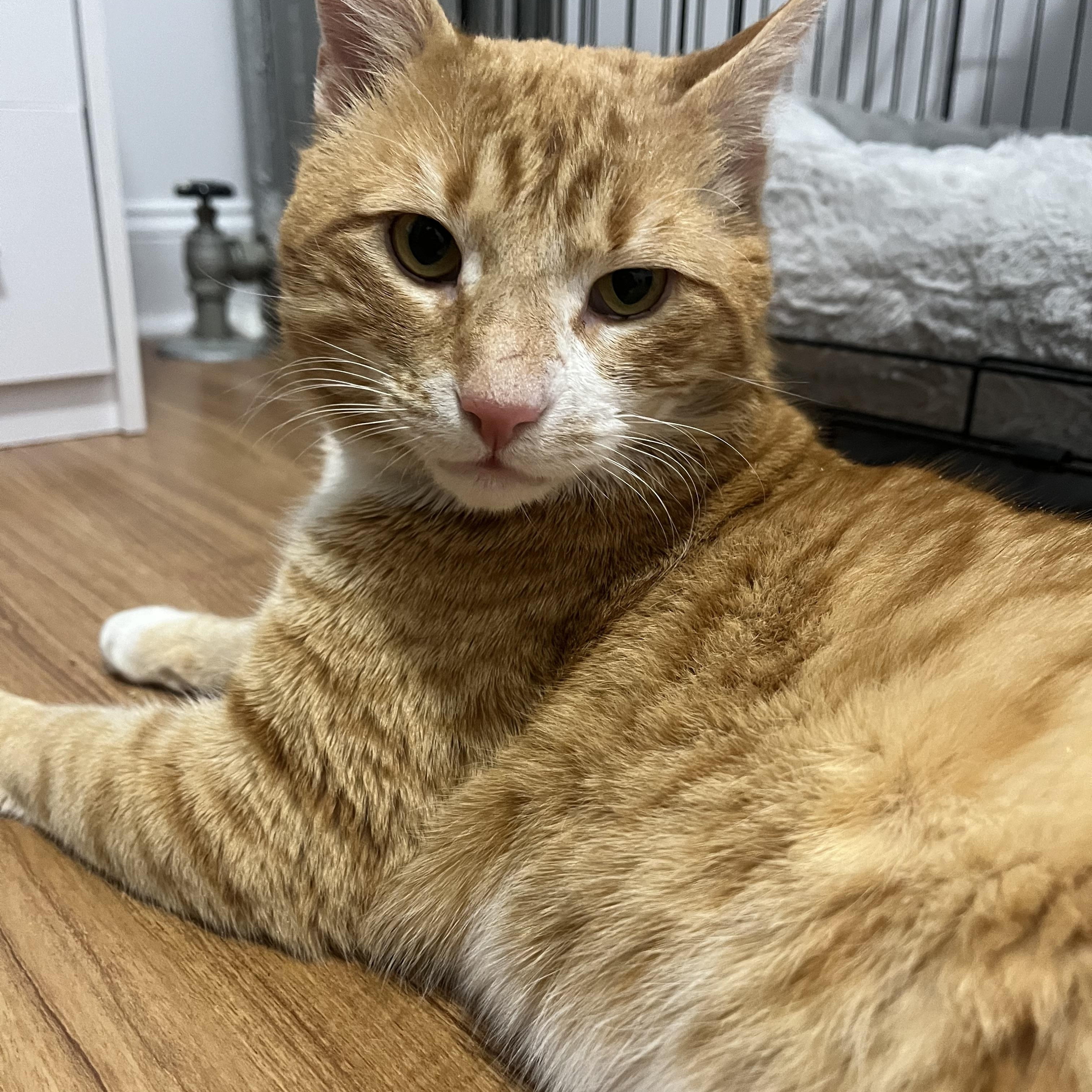 Pacino, ADOPTABLE, Young Male American Shorthair.