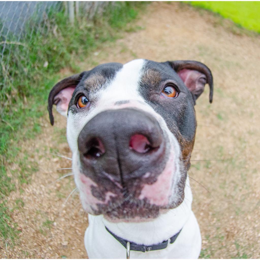 Fuzz, Adoptable, Senior Male Pointer & Mixed Breed.