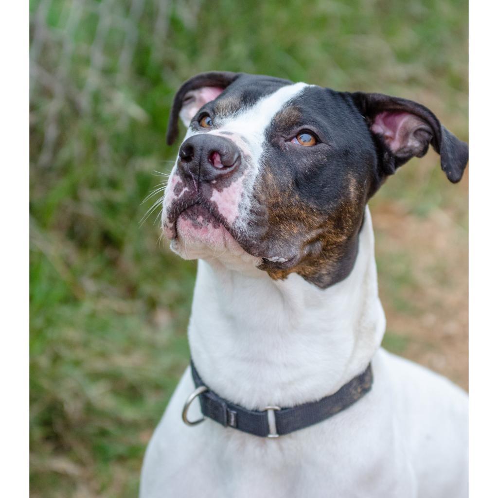 Enlarge Fuzz, a Adoptable mixed breed in Austin, TX image 2/6