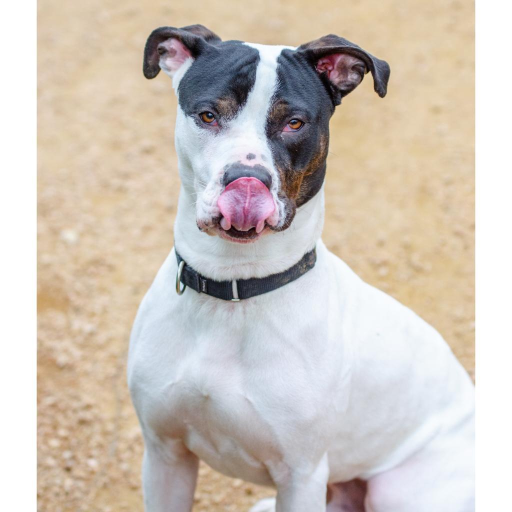 Enlarge Fuzz, a Adoptable mixed breed in Austin, TX image 3/6