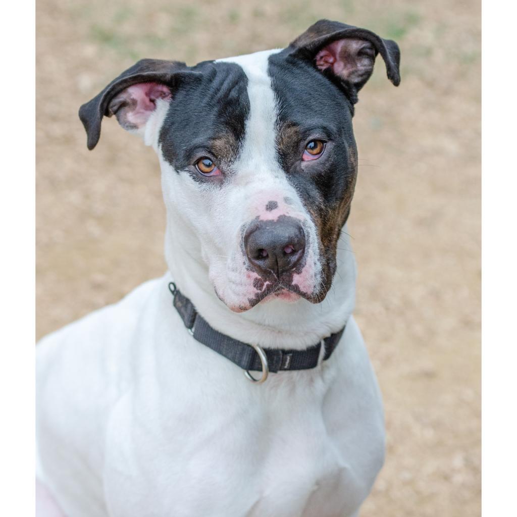 Enlarge Fuzz, a Adoptable mixed breed in Austin, TX image 4/6