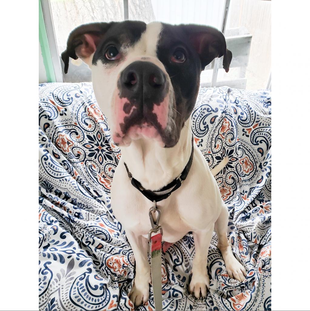 Enlarge Fuzz, a Adoptable mixed breed in Austin, TX image 5/6