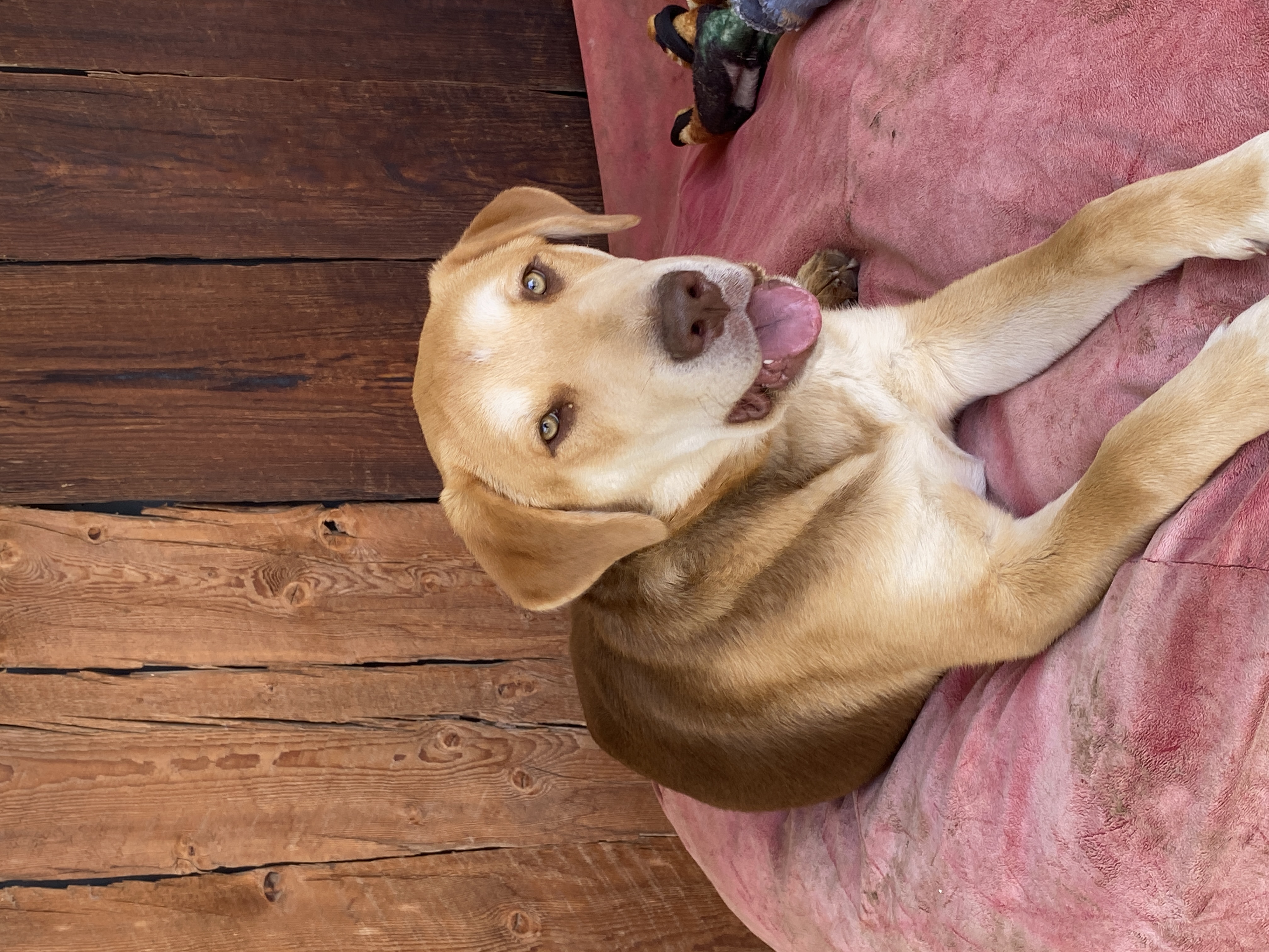 Enlarge Duke, a Adoptable Labrador Retriever in Shallowater, TX image 1/3