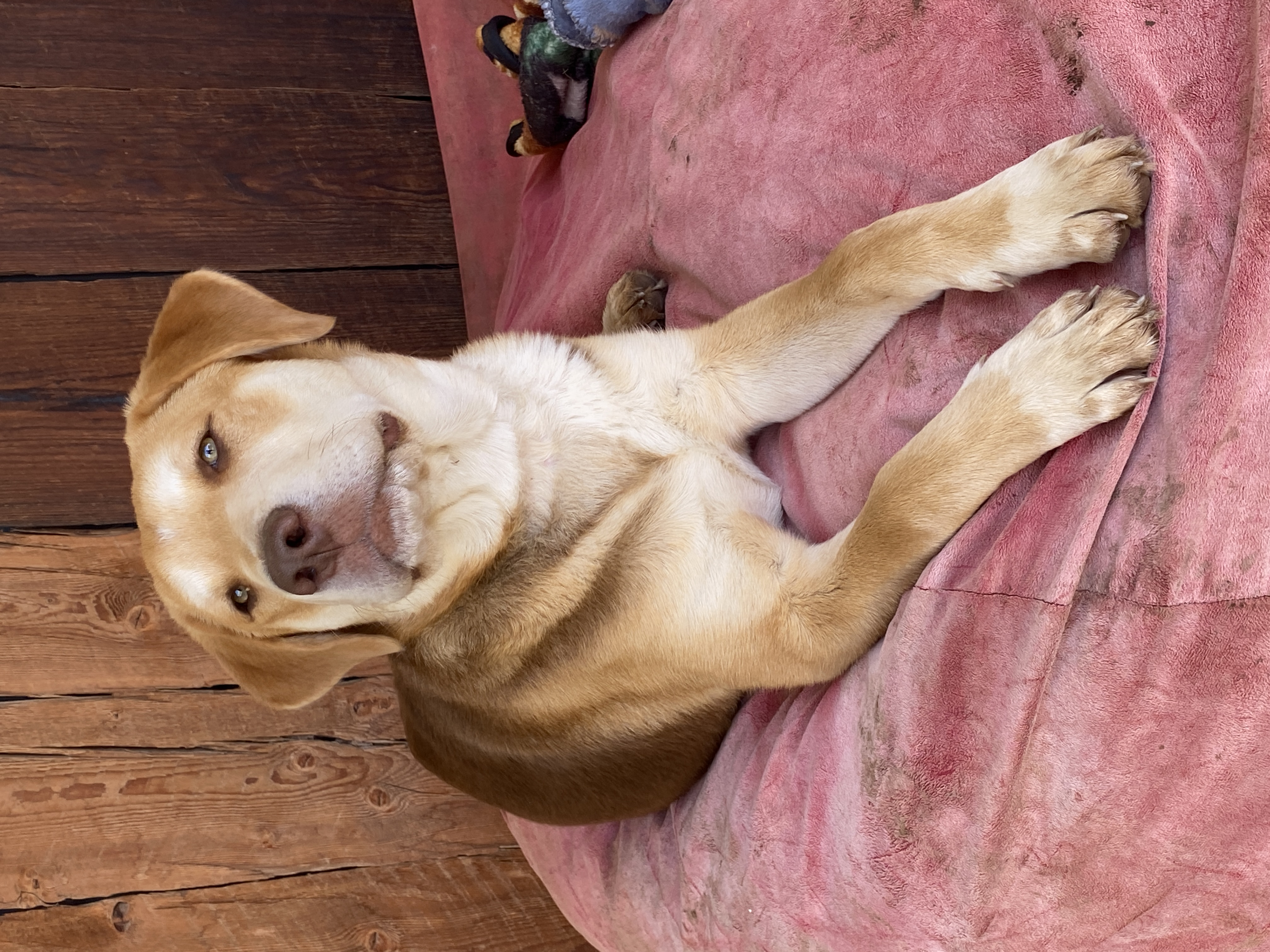 Enlarge Duke, a Adoptable Labrador Retriever in Shallowater, TX image 2/3