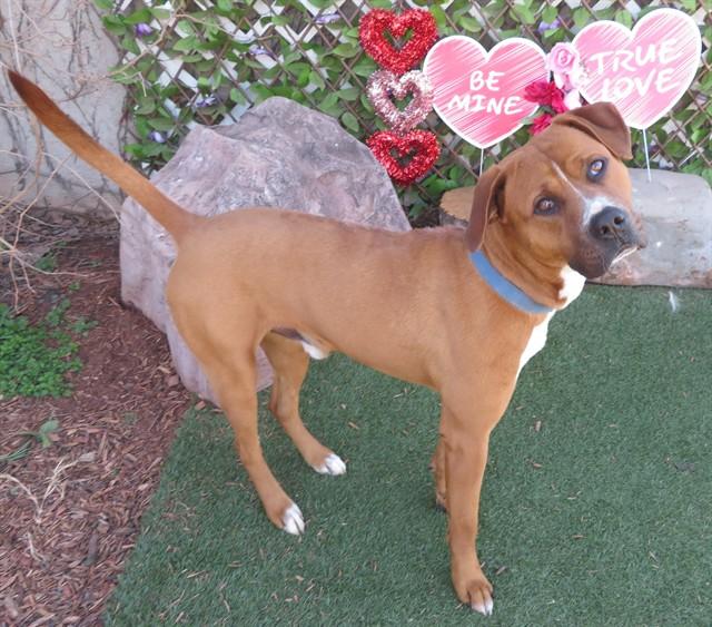 Enlarge STEVE, a Adoptable mixed breed in Oklahoma City, OK image 1/1