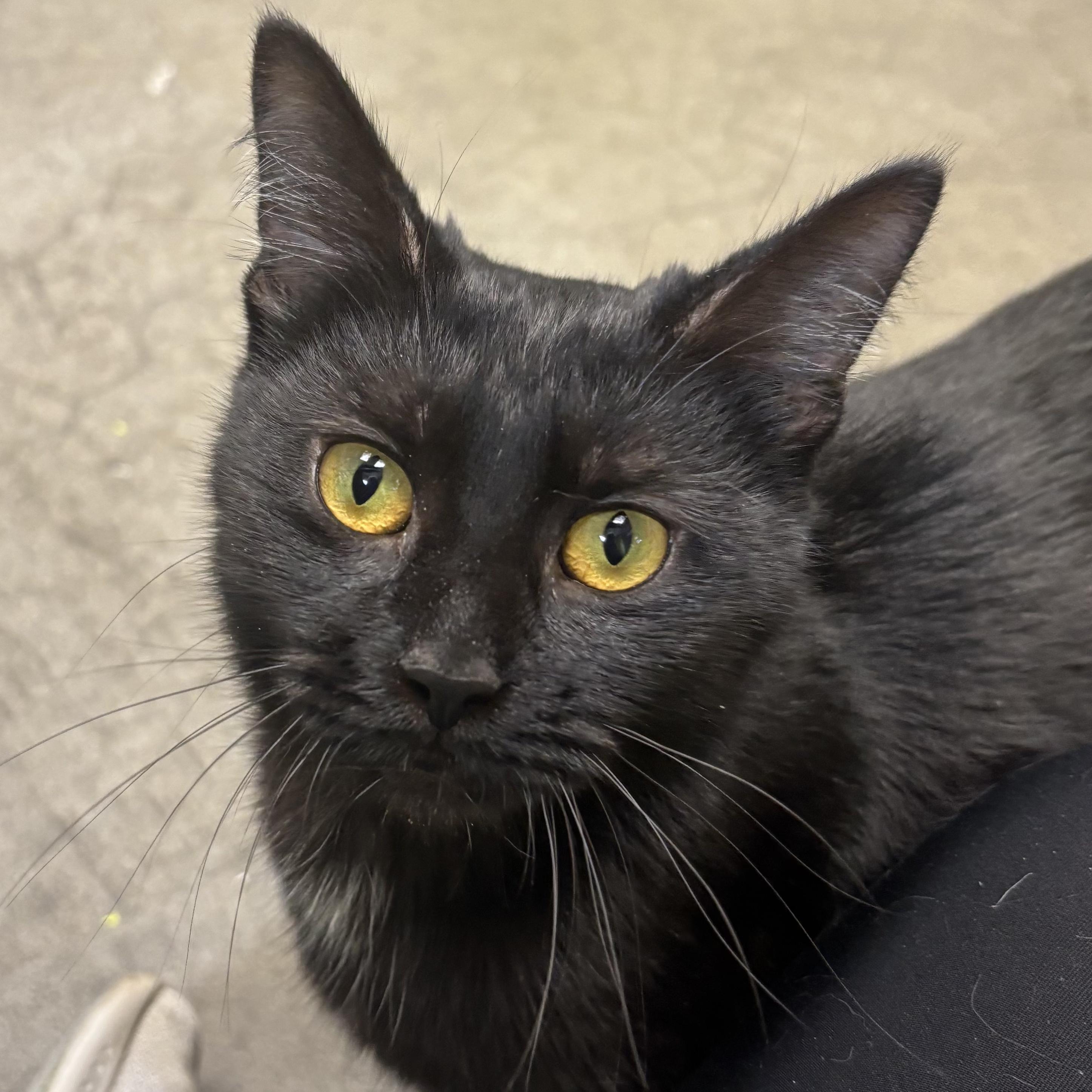 Mystique, Adoptable, Young Female Domestic Short Hair.