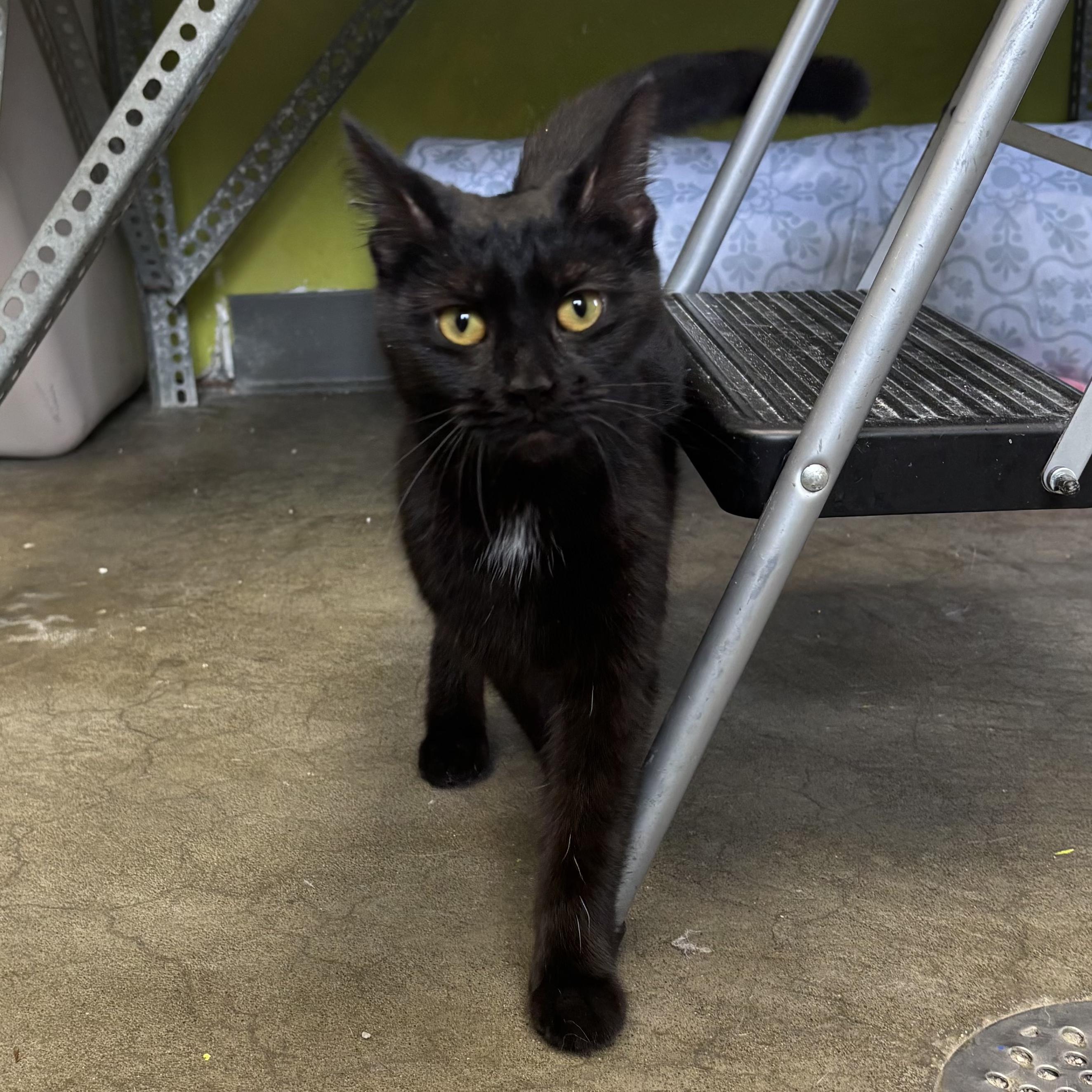 Mystique, a Adoptable Domestic Short Hair in Waynesburg, PA image 2/6