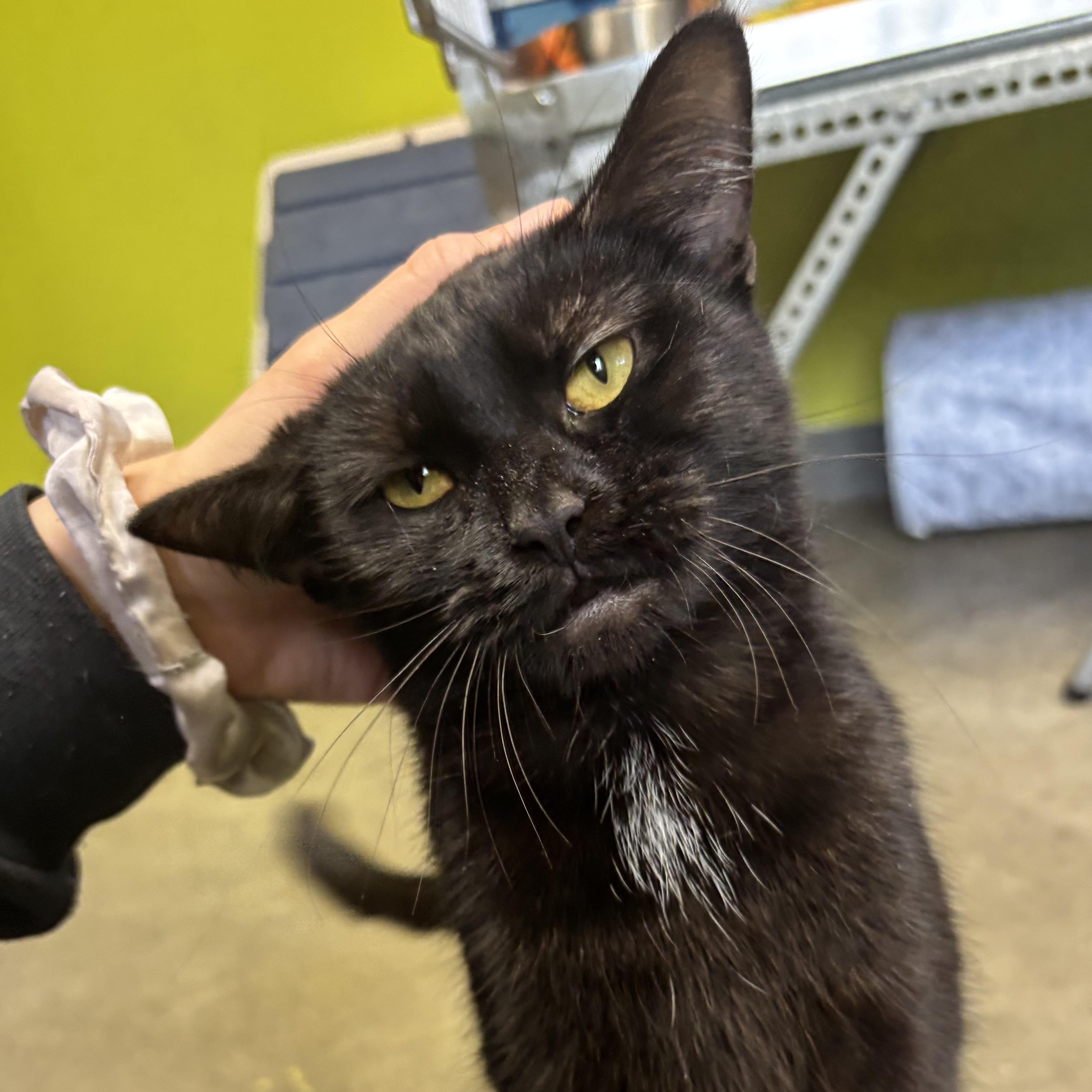 Mystique, Adoptable, Young Female Domestic Short Hair.