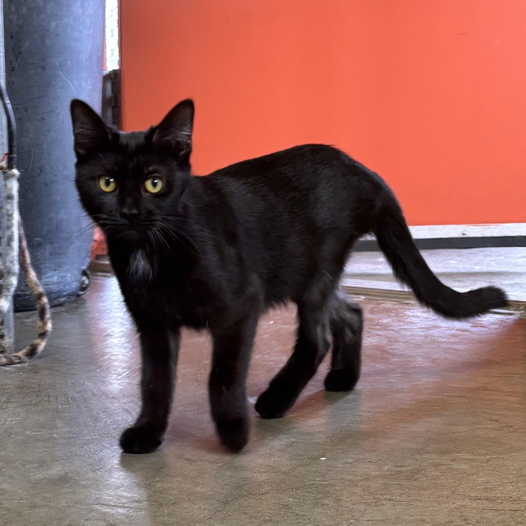 Mystique, a Adoptable Domestic Short Hair in Waynesburg, PA image 4/6