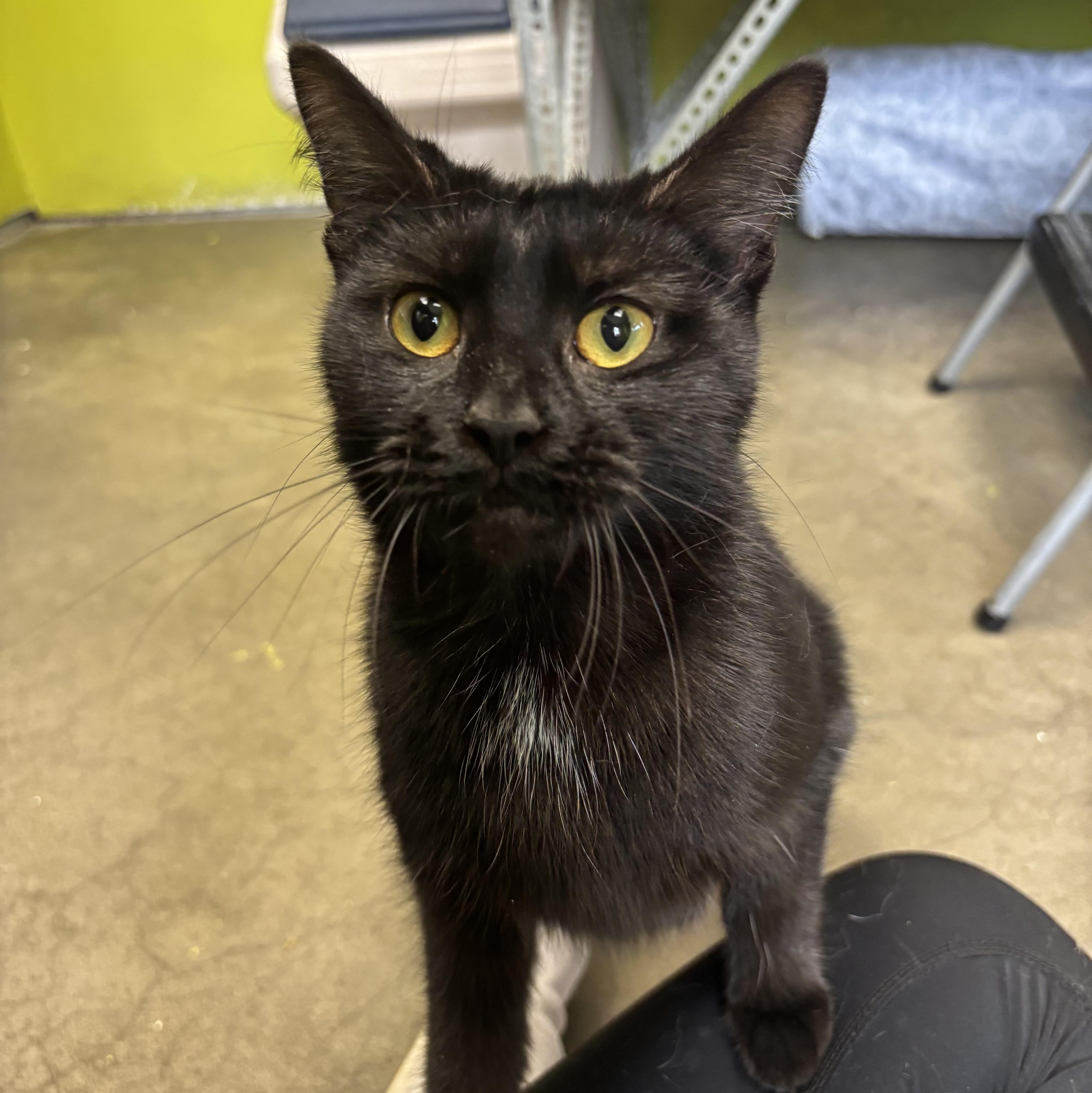 Mystique, a Adoptable Domestic Short Hair in Waynesburg, PA image 5/6