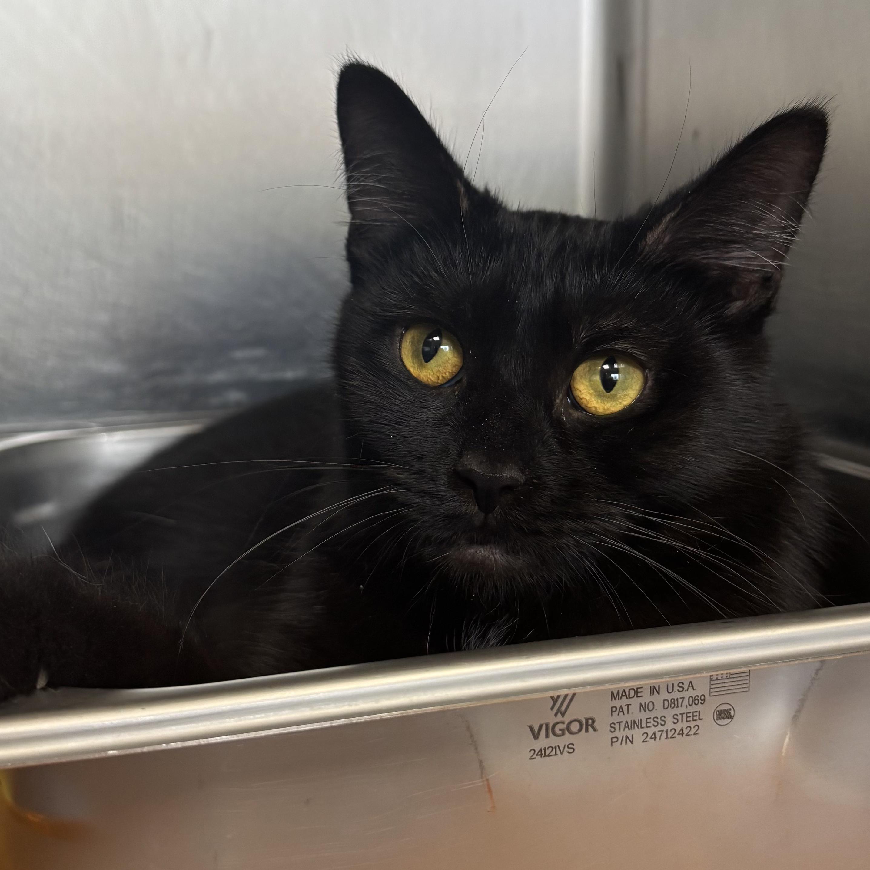 Mystique, a Adoptable Domestic Short Hair in Waynesburg, PA image 6/6