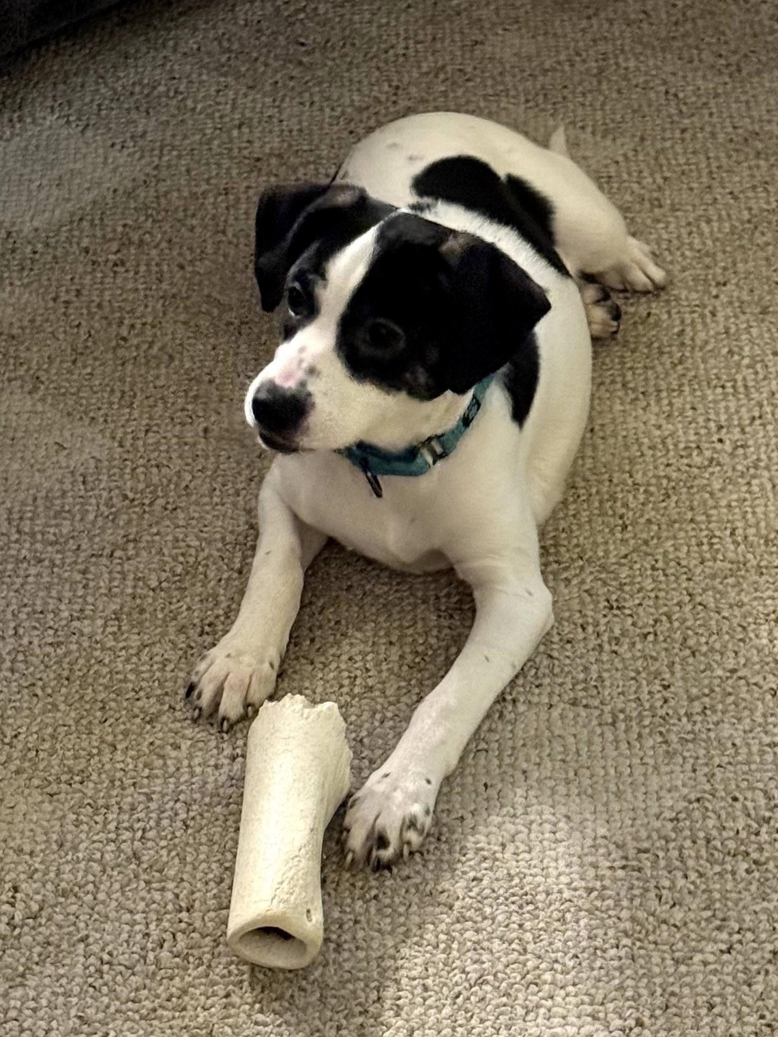 Darla, Adoptable, Puppy Female Mixed Breed & Hound.